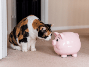 Wat zijn de kosten voor het verzekeren van een kat?