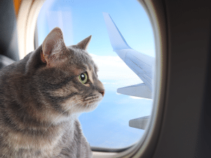 Wat zijn de kosten om een kat mee te nemen in het vliegtuig?