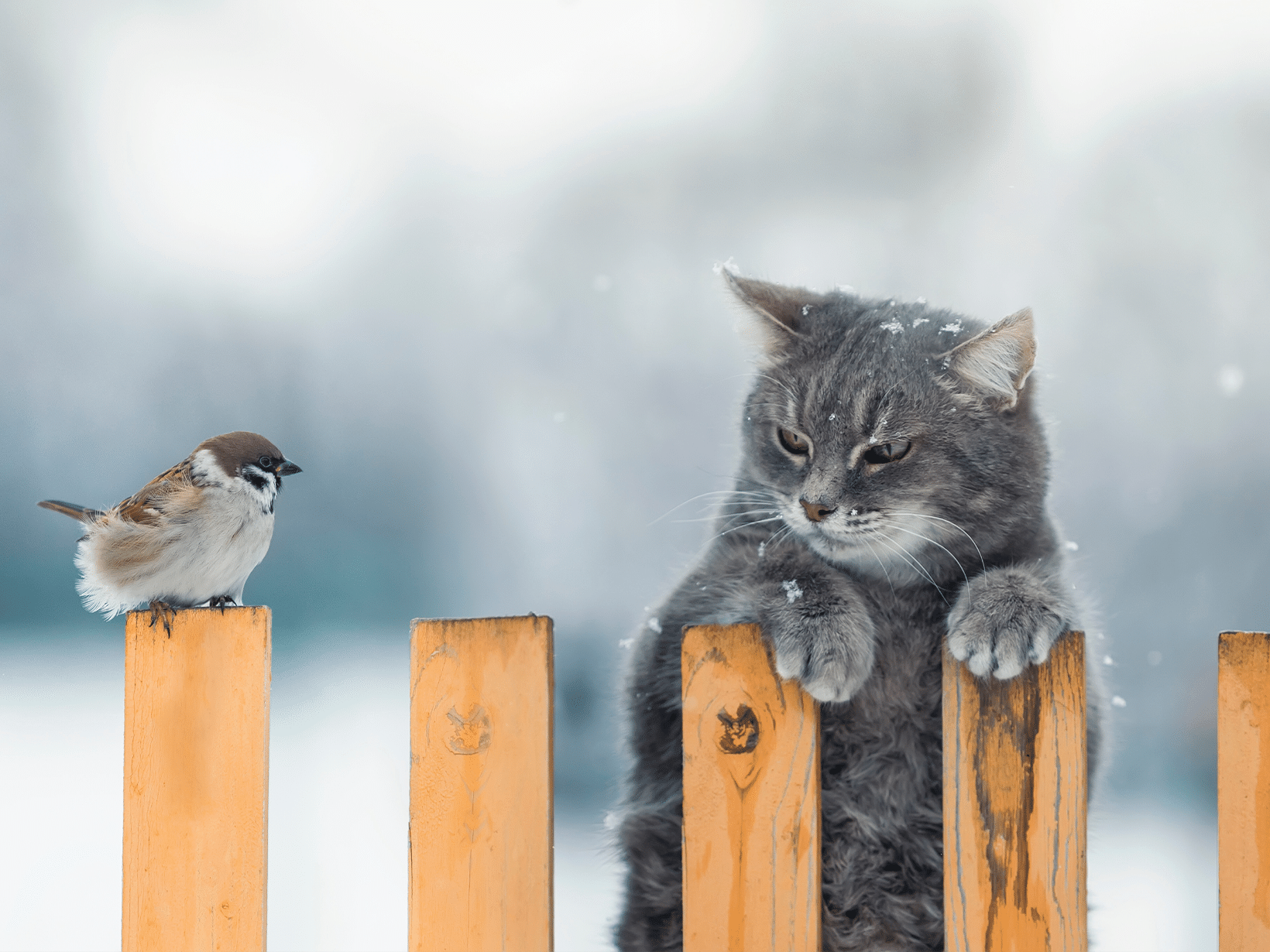 Mijn kat is ziek na het eten van een vogel