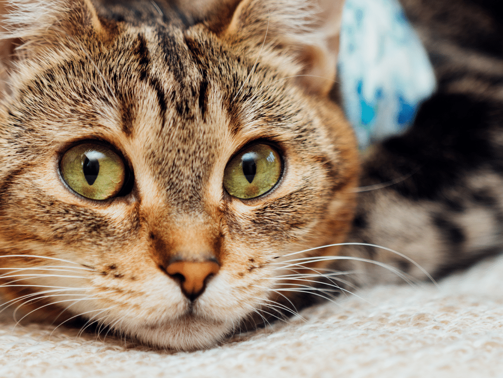 Wat zijn de kosten van het katheteriseren van een kat?