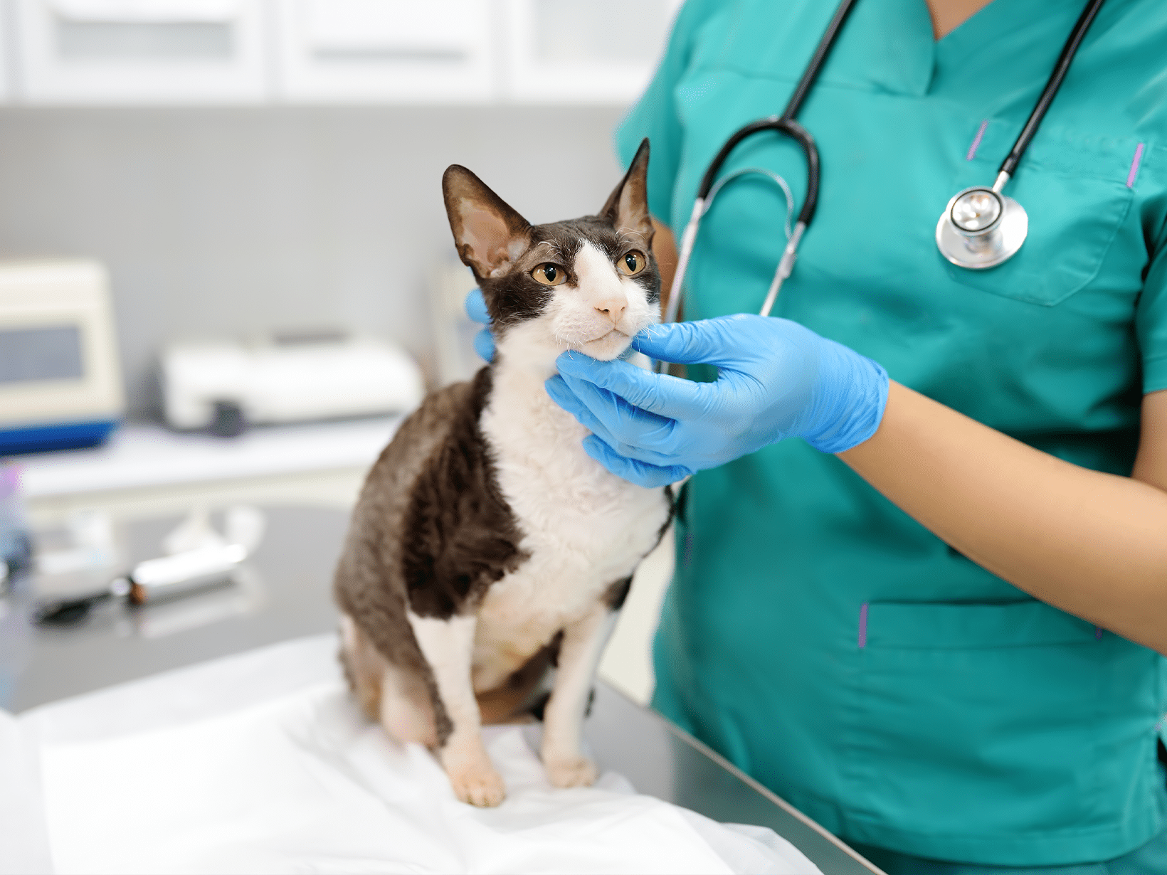 Kosten baarmoeder verwijderen bij een kat