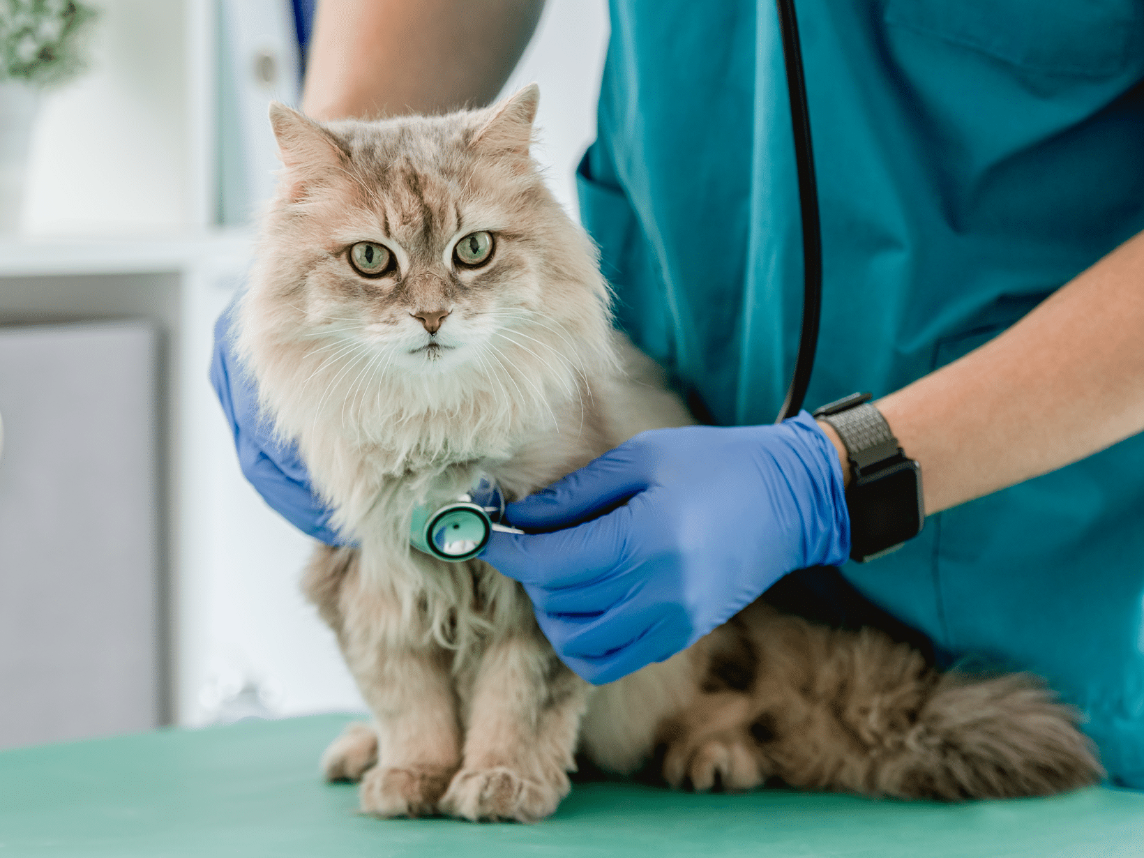 Kosten behandeling met radioactief jodium 131 voor een kat