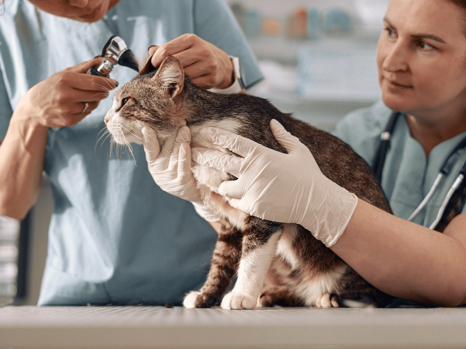Wat kost een behandeling van oormijt bij een kat?