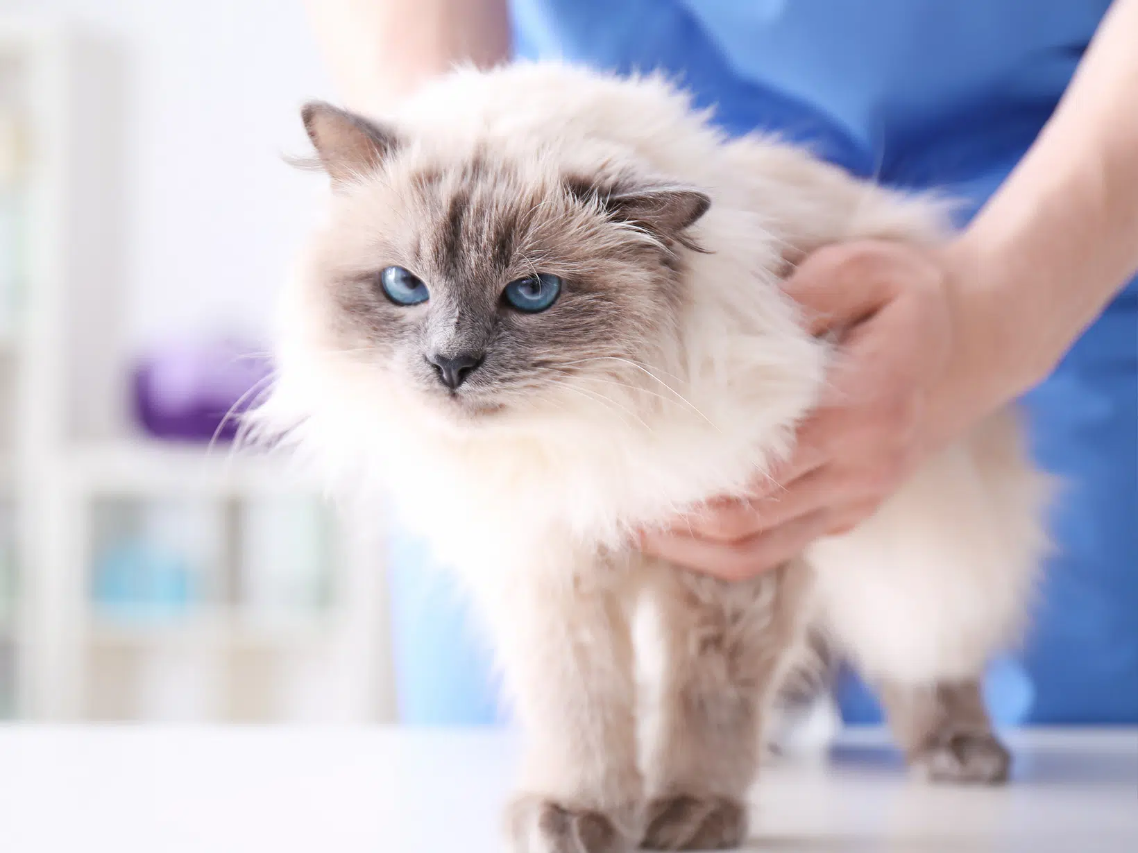 Wat kost een behandeling van suikerziekte bij een kat?