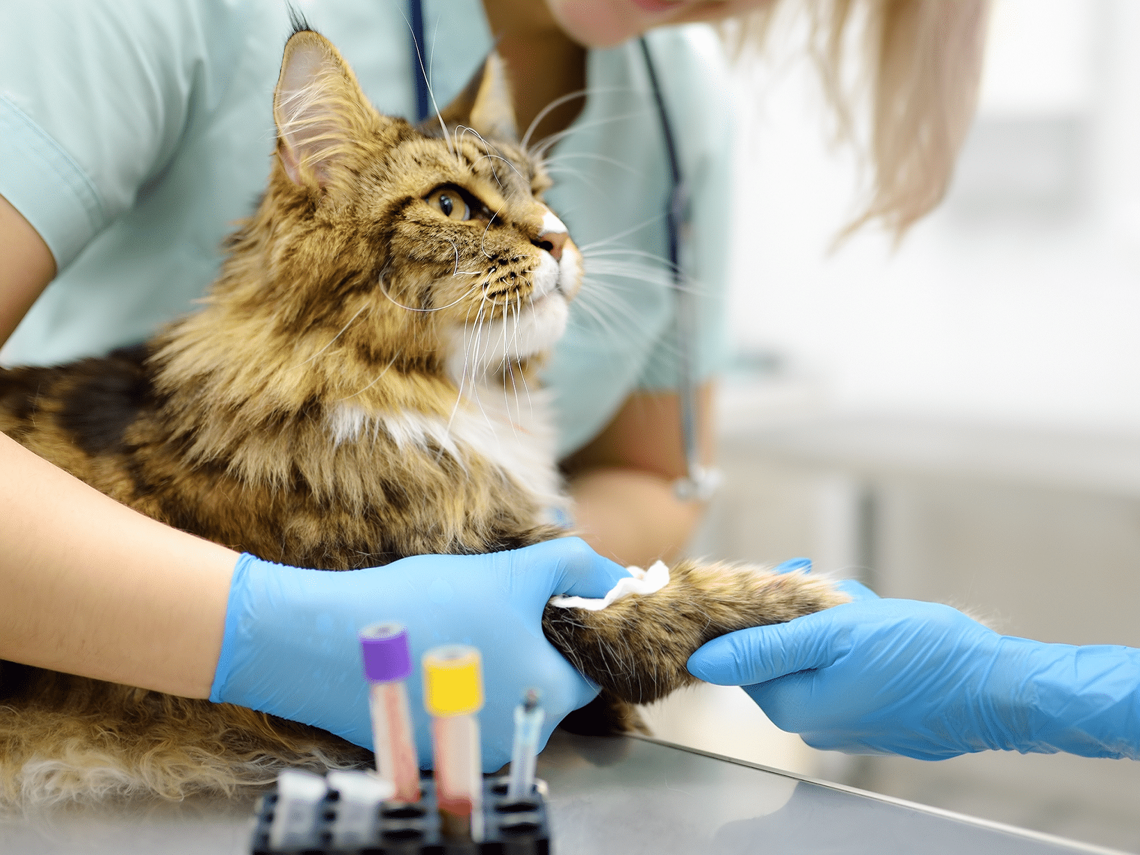 Wat kost een bloedonderzoek bij een kat?