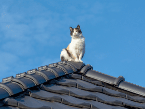 Wat zijn de kosten van de brandweer voor een kat op het dak?