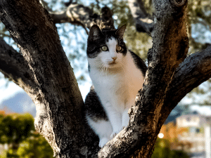 Wat zijn de kosten van de brandweer voor een kat in de boom?