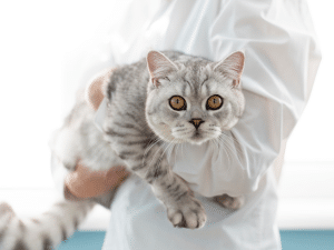 Wat zijn de kosten voor een chemische castratie bij een kat?