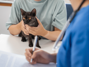 Wat zijn de consult kosten van een kat bij de dierenarts?