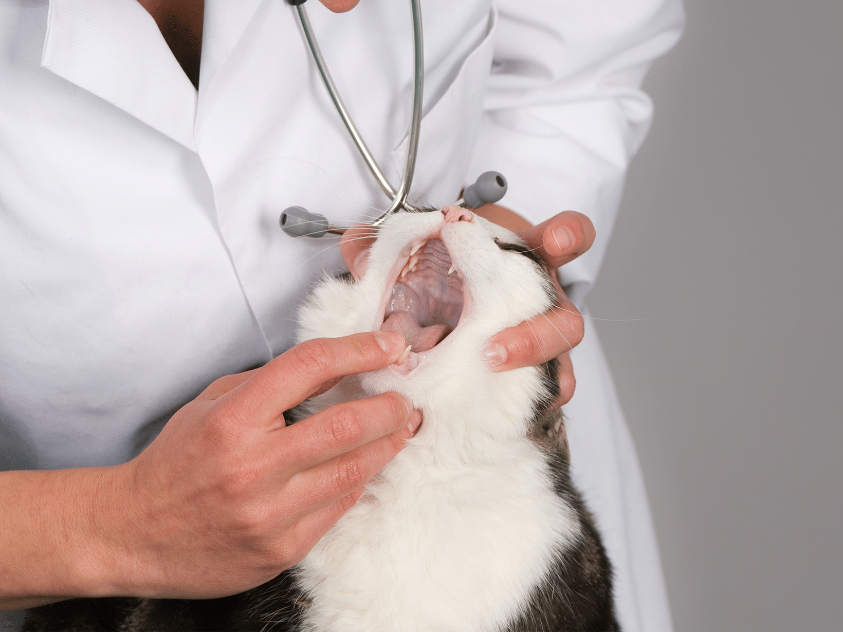 De kosten van een gebroken kaak bij een kat