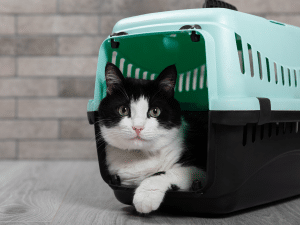 Wat zijn de kosten voor het herplaatsen van een kat?