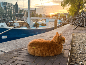 Wat zijn de kosten voor het importeren van een kat naar Nederland?