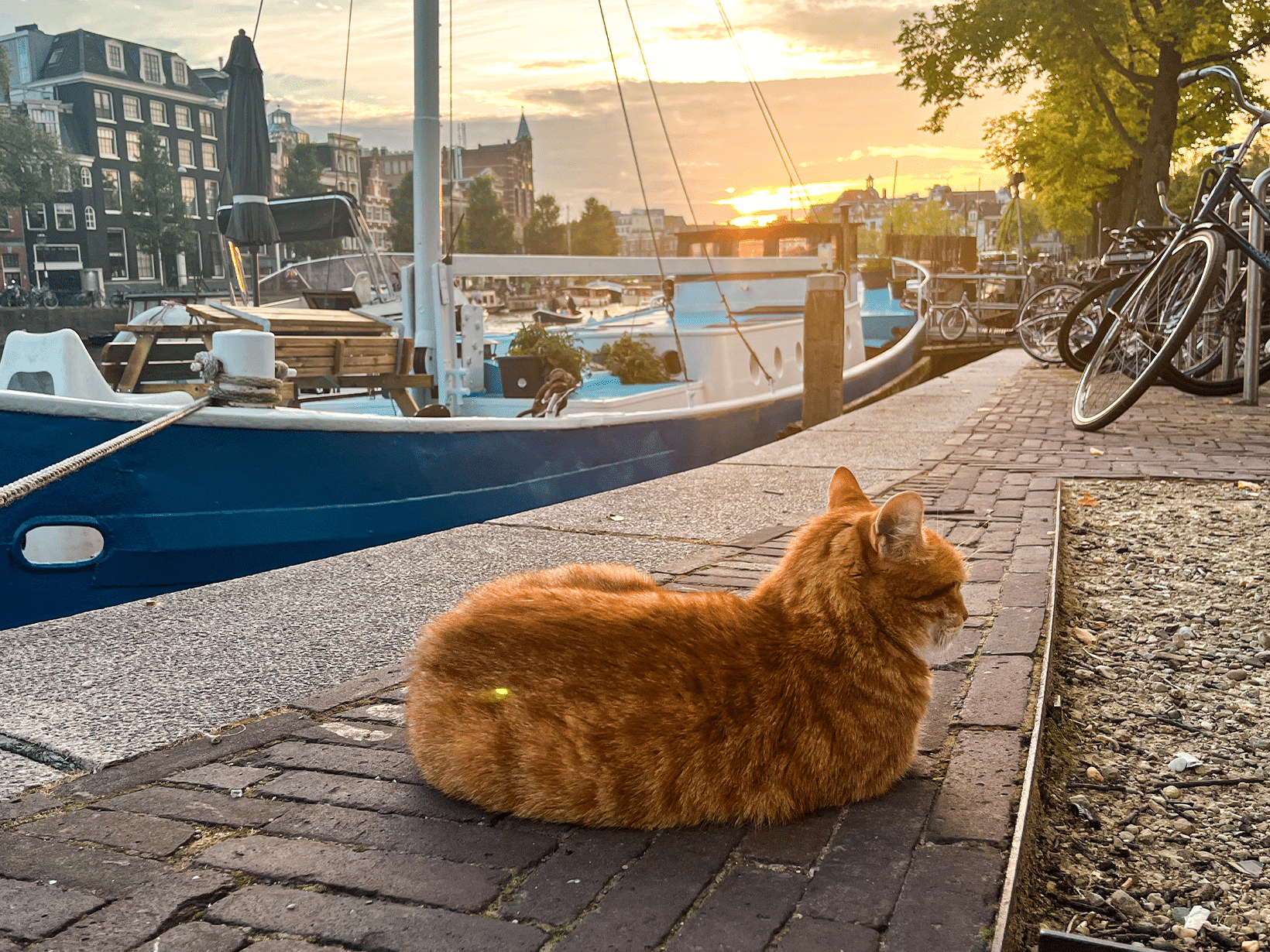 Wat zijn de kosten voor het importeren van een kat naar Nederland?