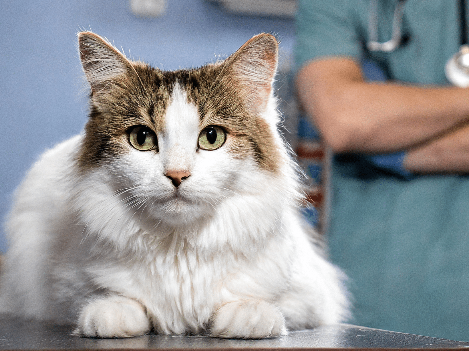 Wat zijn de kosten voor een gebroken heup operatie van een kat?