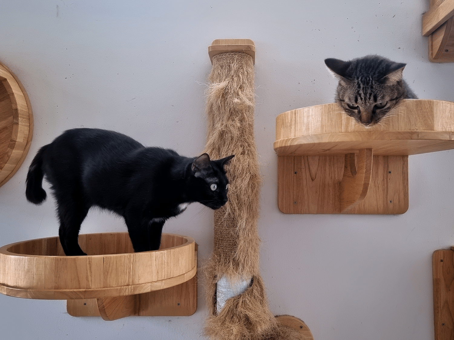 Wat zijn de opvang kosten voor een kat? Ontdek hier alles!