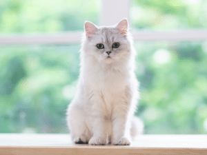 Wat kost een Perzische kat?