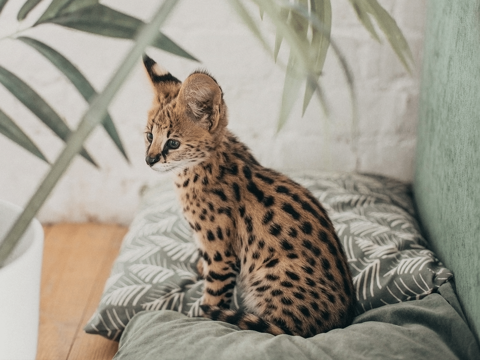 Symptomen van voedselallergie bij een kat