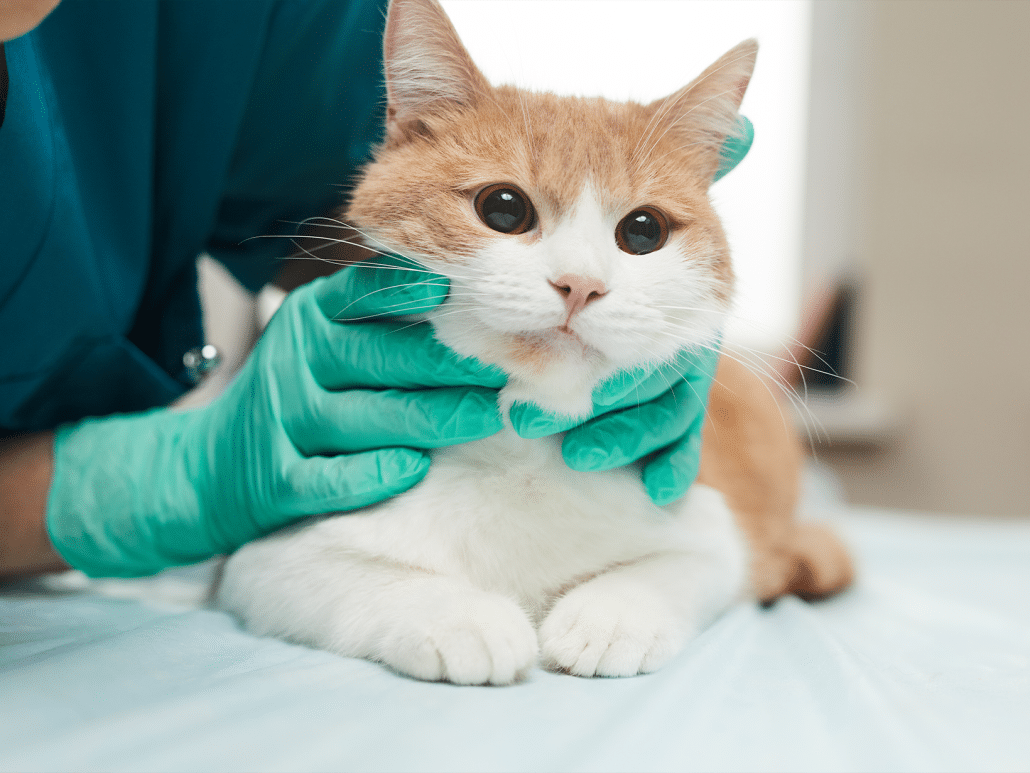 Wat zijn de symptomen van een kat met maagontsteking?
