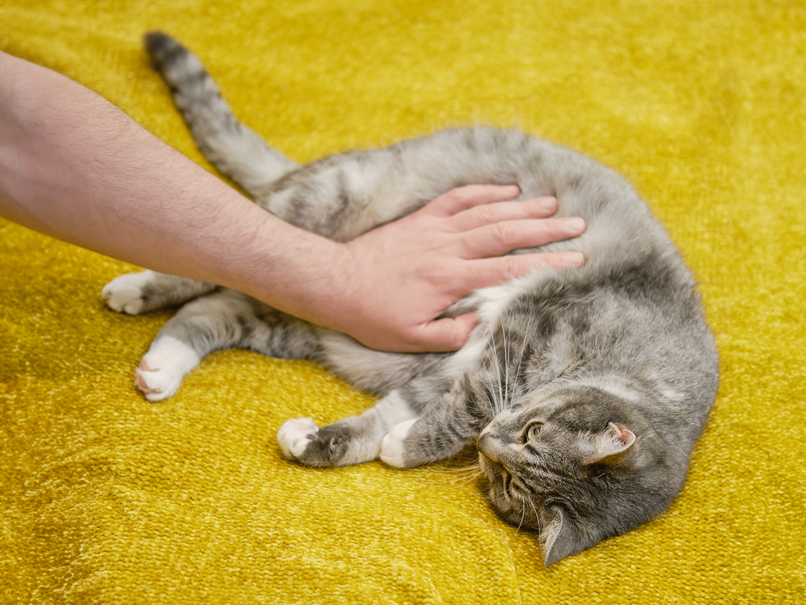 Mag je een kat aaien tijdens de zwangerschap?