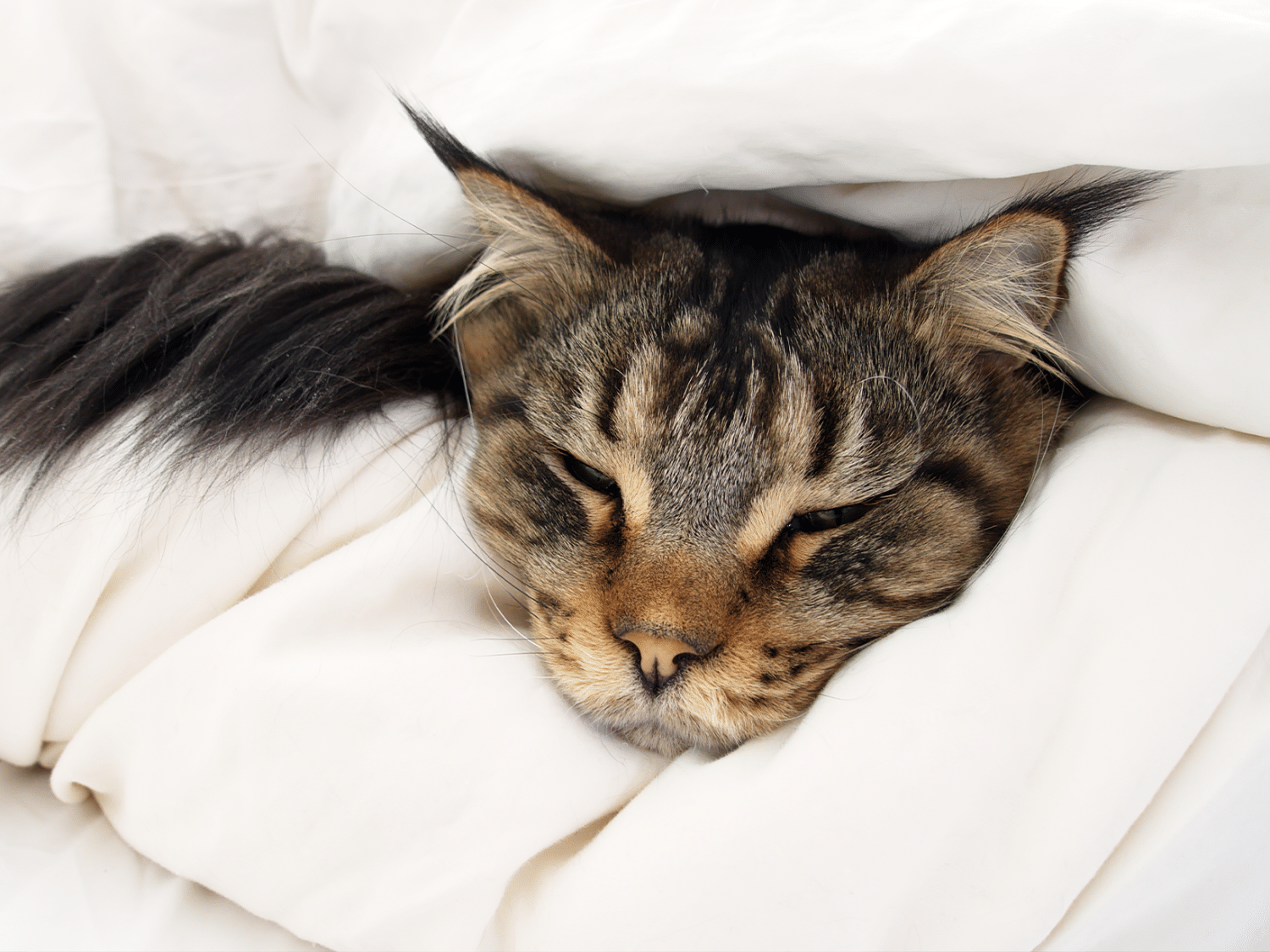 Symptomen van nierbekkenontsteking bij een kat, herken ze nu!