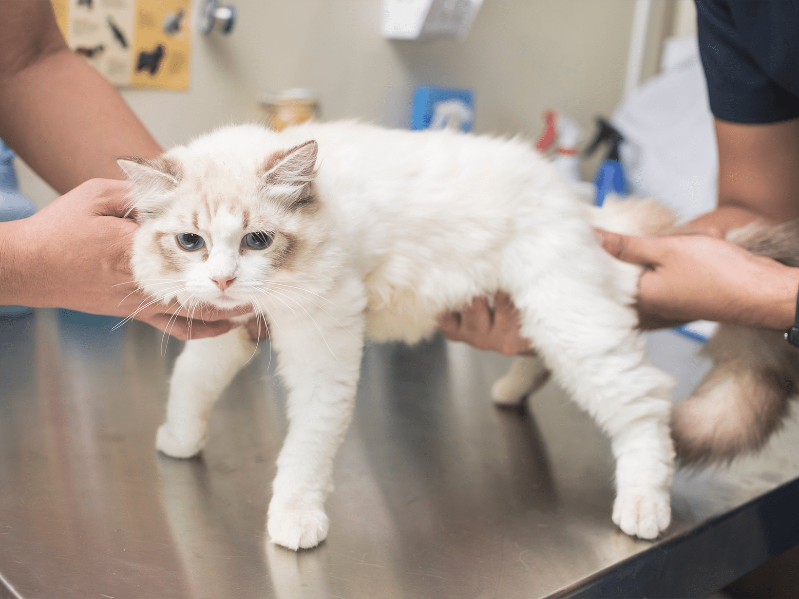 De kosten van een nierdialyse bij een kat