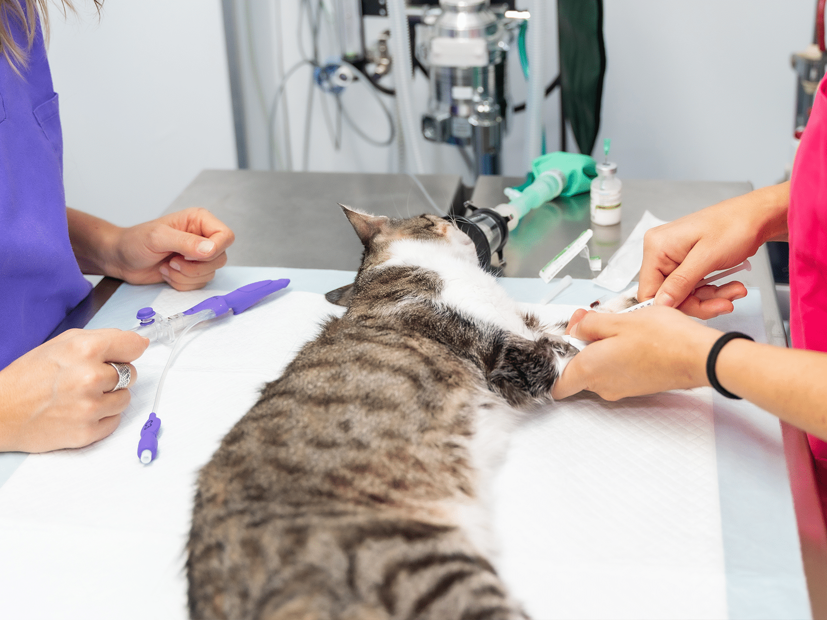 Wat zijn de nieroperatie kosten van een kat?