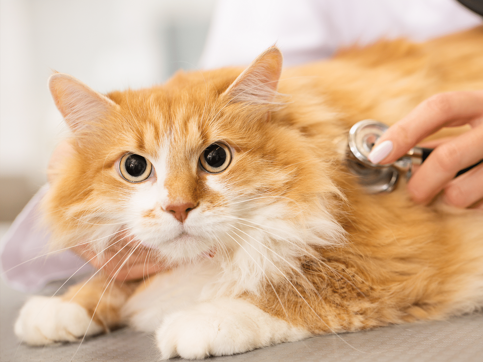 Niersteen symptomen bij een kat