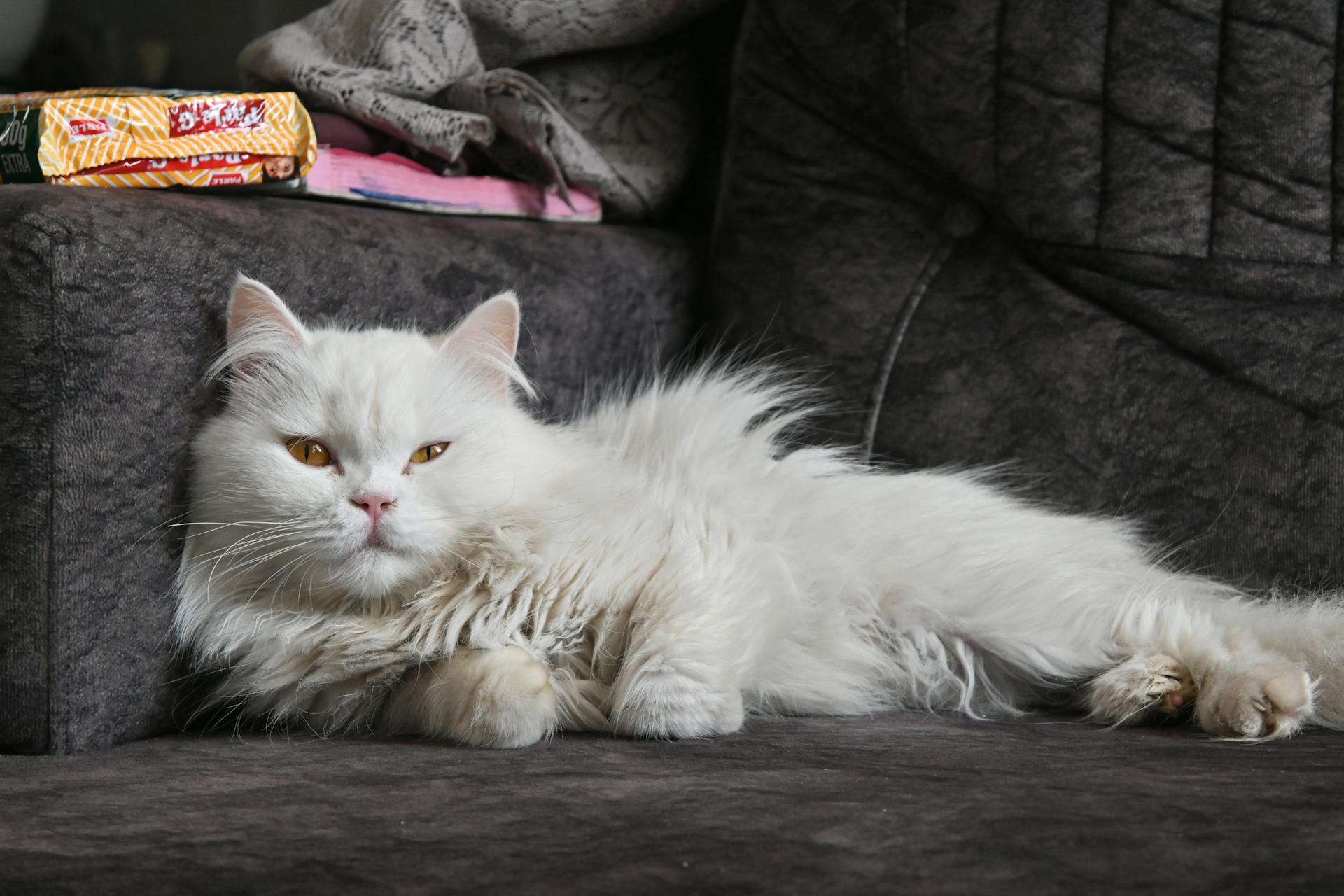 pexels-ayushs120-32830898 Symptomen van een schimmelinfectie bij een kat