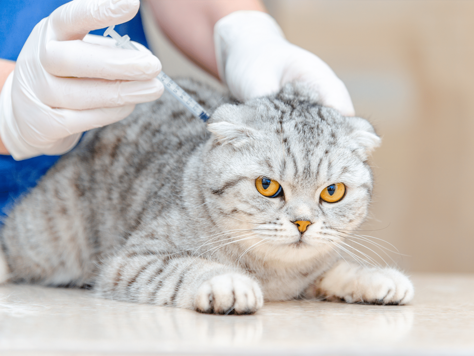 Wat zijn de kosten van Solensia bij een kat? Ontdek het hier!
