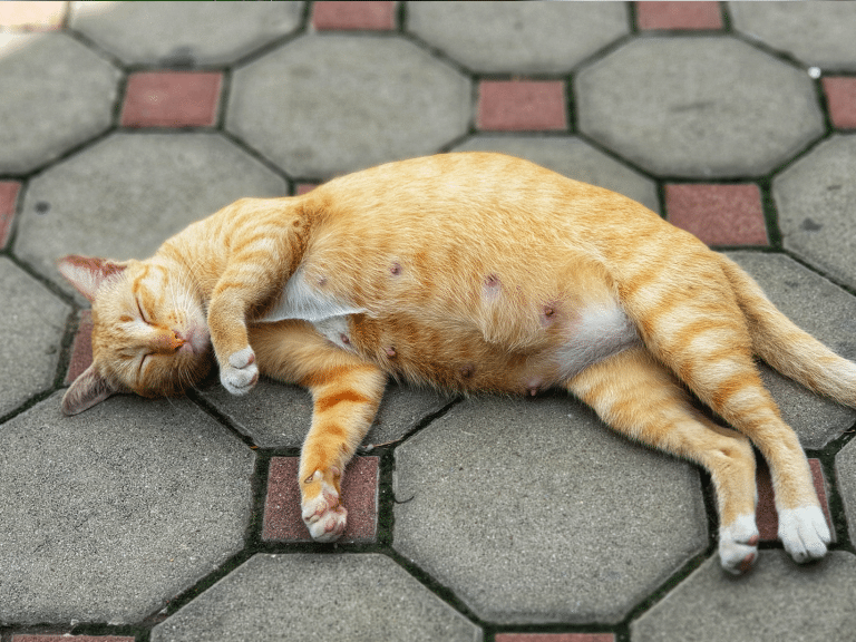 Symptomen als een kat gaat bevallen, ondersteun je kat!