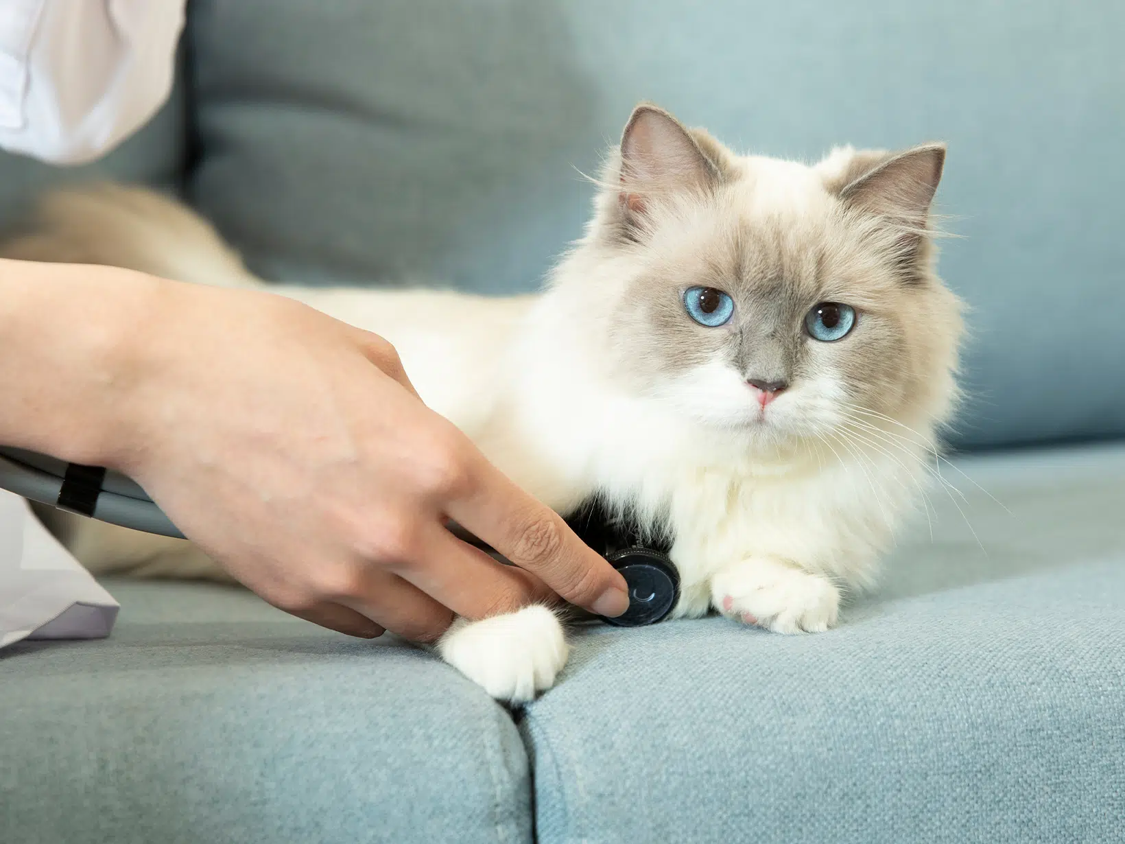 Symptomen van een beroerte bij een kat