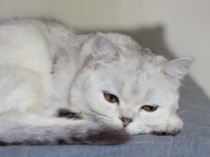 Symptomen van een kat met coccidiose