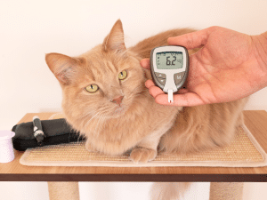 Symptomen van een kat met diabetes