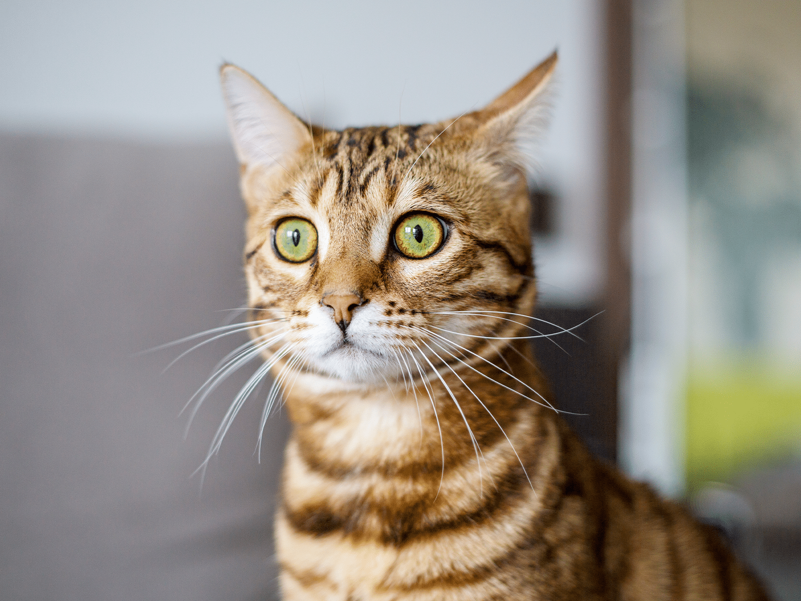 Symptomen van epilepsie bij een kat