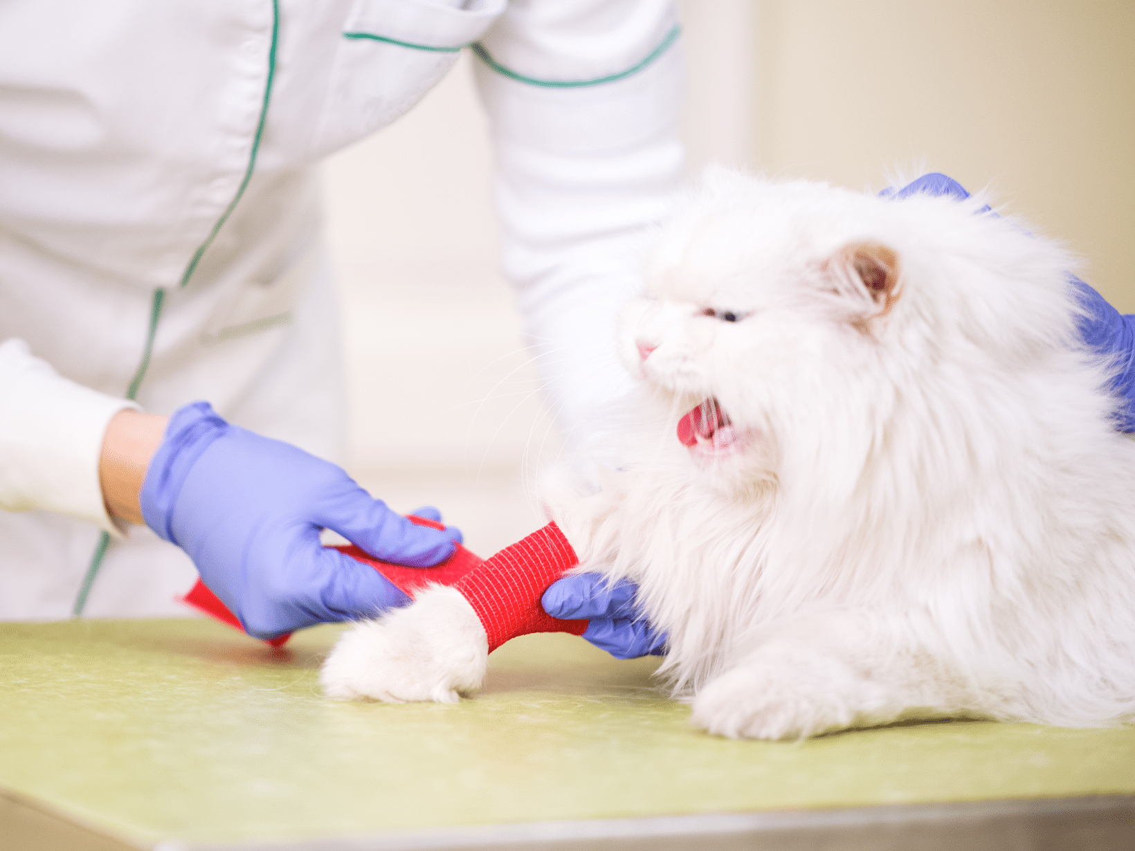 Symptomen van een gebroken poot bij een kat