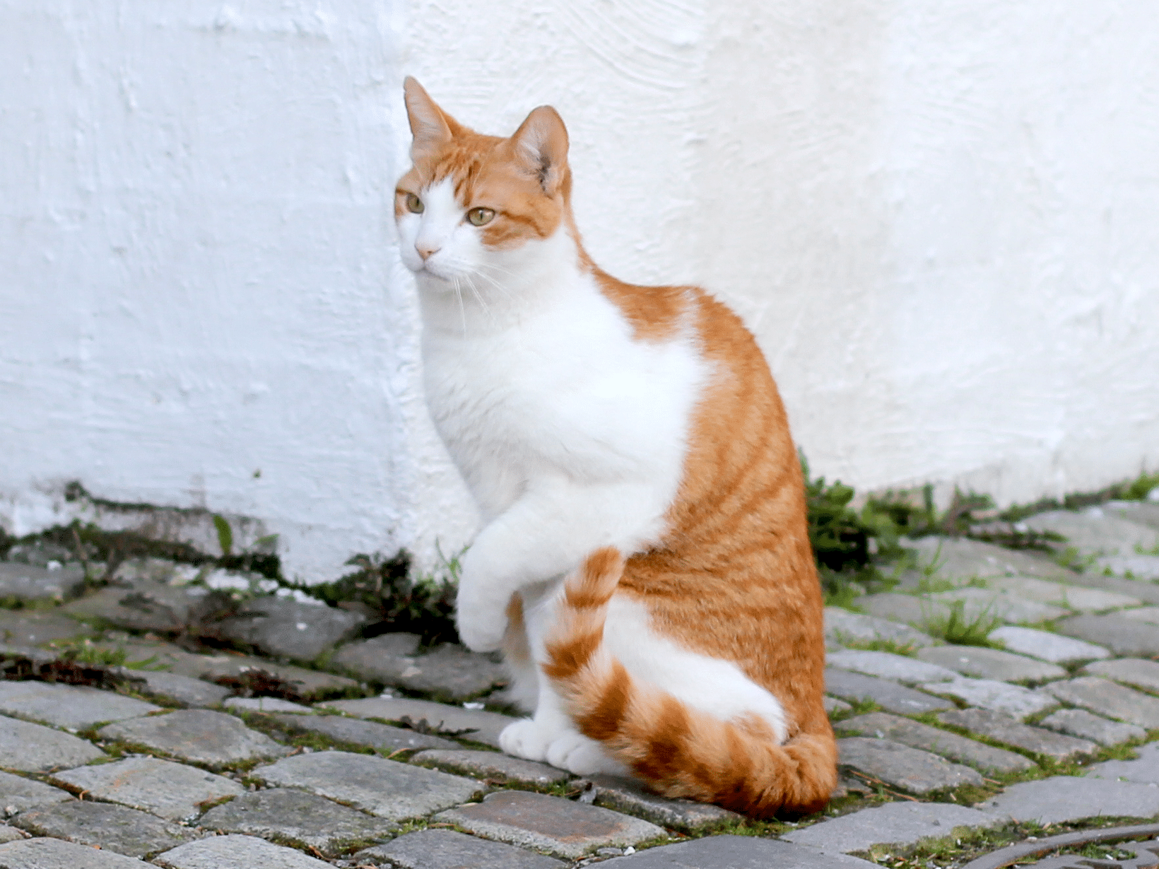 Symptomen van een gekneusde poot bij een kat