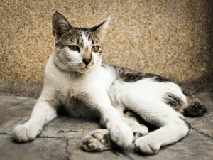 Symptomen van een gekneusde staart bij een kat