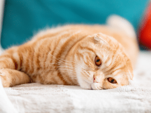 Symptomen van een geperforeerde darm bij een kat