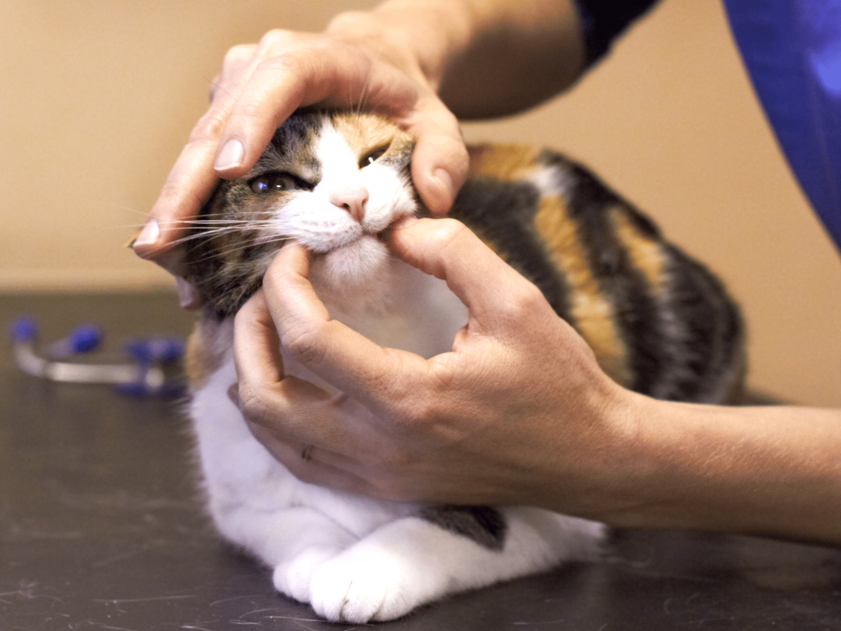 Symptomen van een grasspriet in de keel van een kat