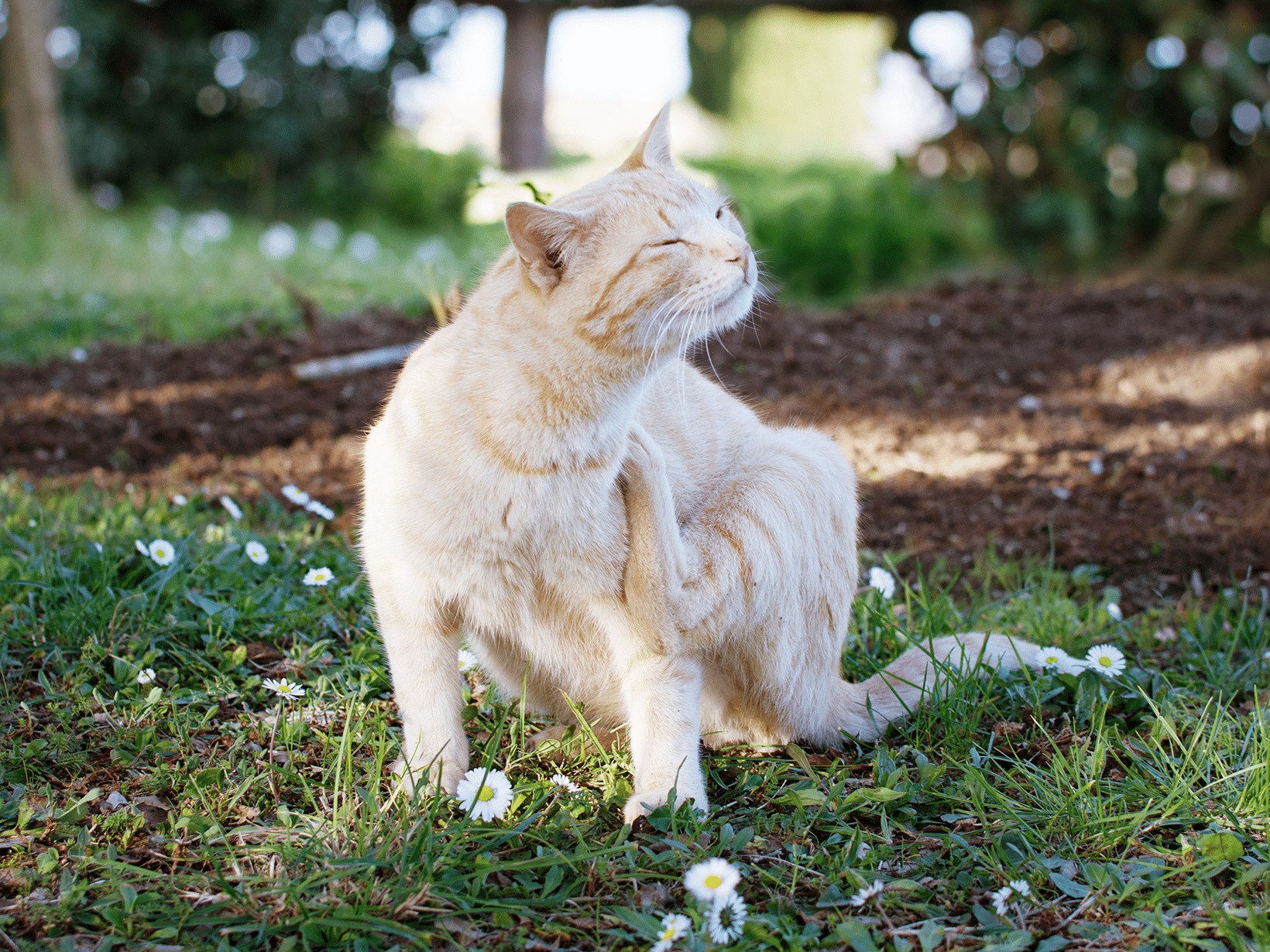 Symptomen van een haakworm bij een kat