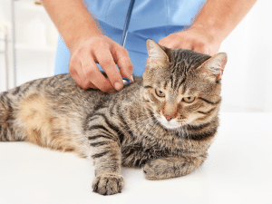 Symptomen van HCM bij een kat