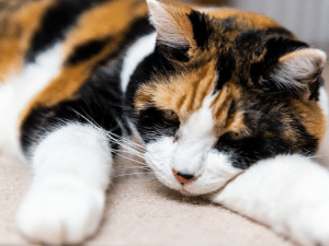 Symptomen van een herseninfarct bij een kat