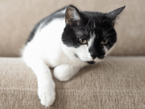 Symptomen van een inwendige bloeding bij een kat