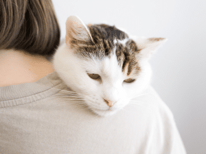 Symptomen van kanker bij een kat