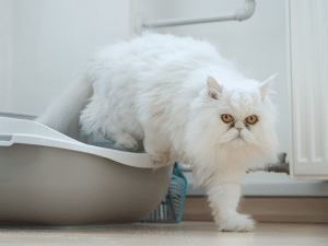 Symptomen van blaasontsteking bij een kat