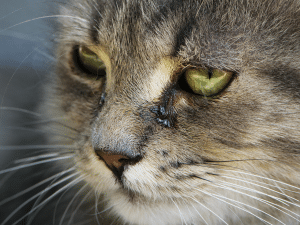 Symptomen van acuut nierfalen bij een kat