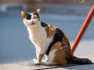 Symptomen van keelontsteking bij een kat