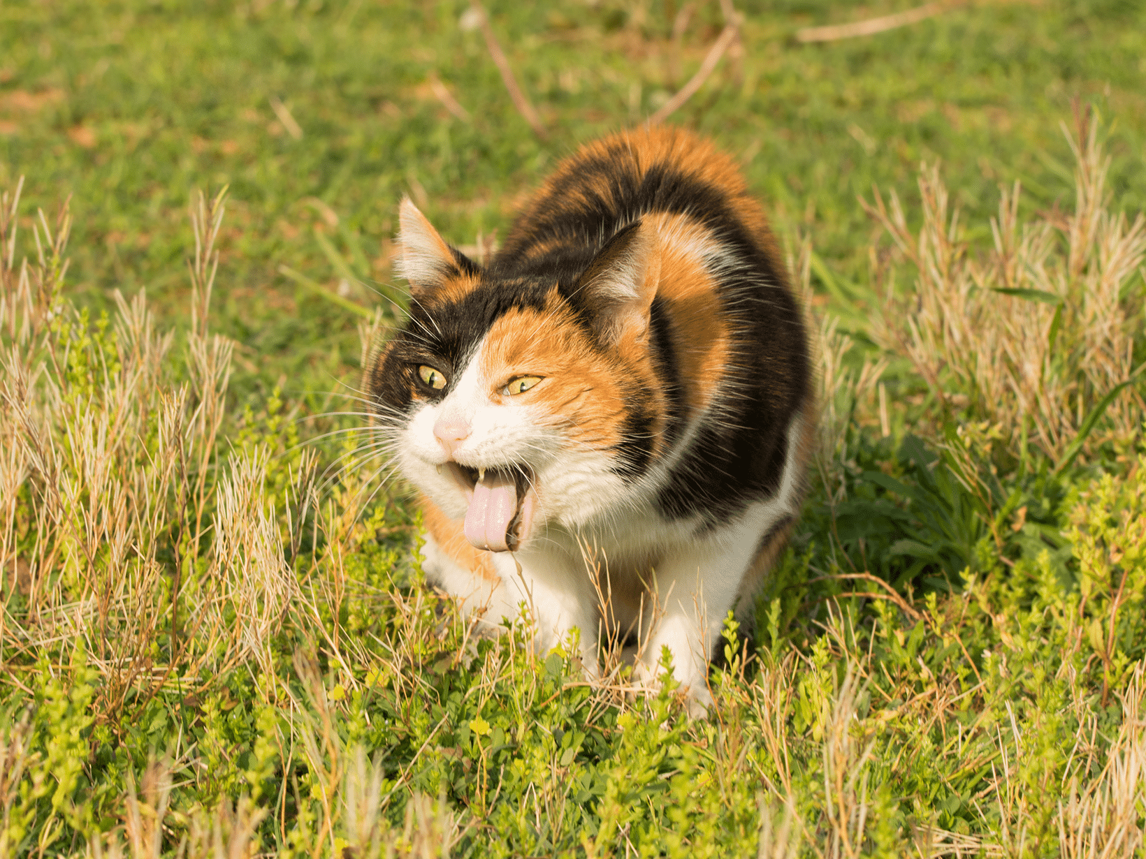 Symptomen van vergiftiging bij een kat