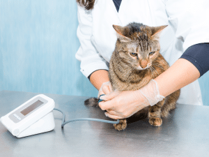 Symptomen van lage bloeddruk bij een kat