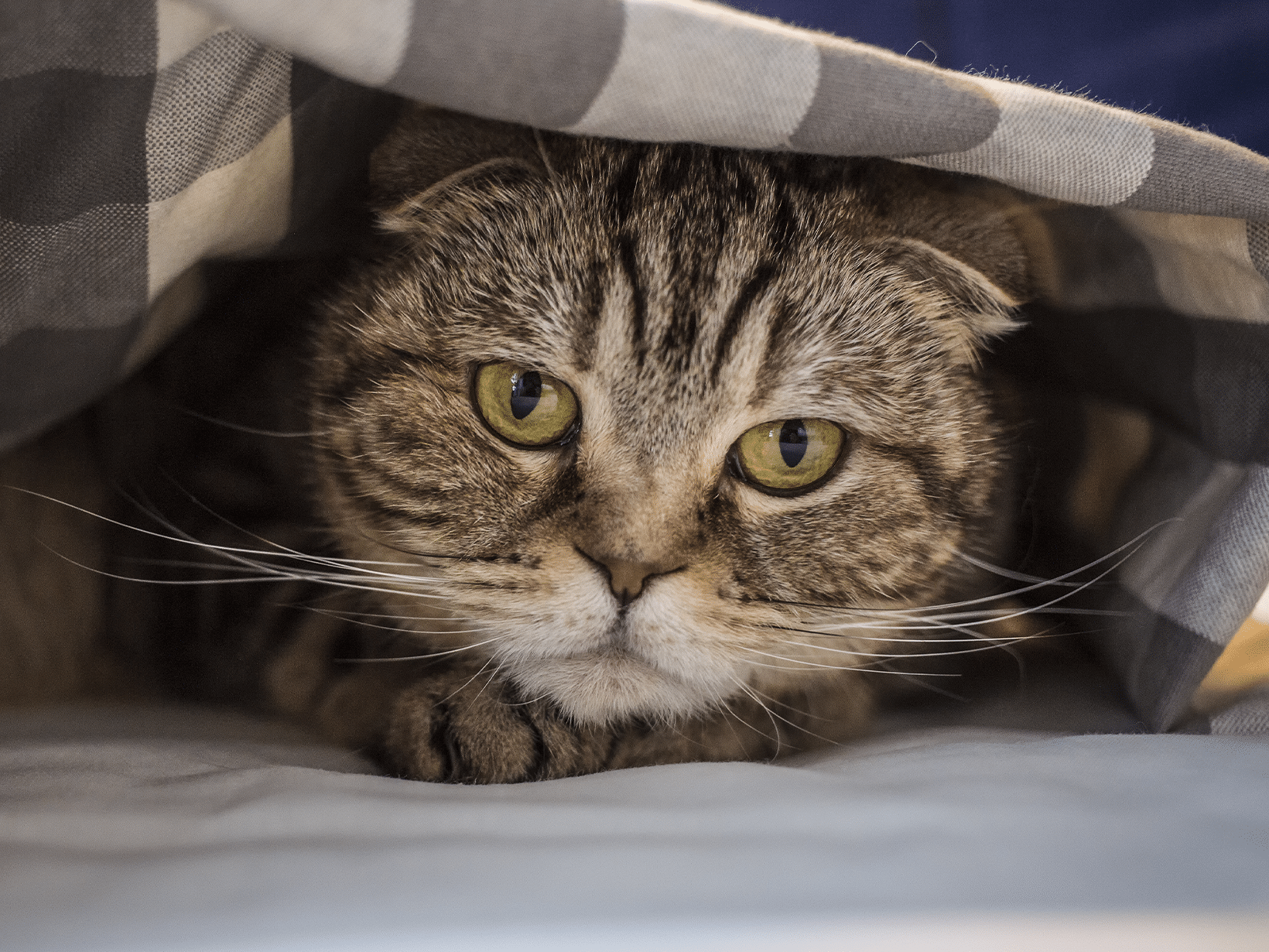 Symptomen hypercalciëmie bij een kat